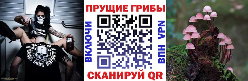 как найти закладки Тосно KRAKEN онион Галлюциногенные грибы прущие грибы